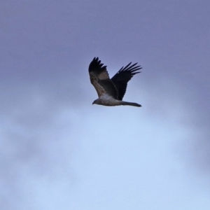 Haliastur sphenurus at Fyshwick, ACT - 12 Jun 2020