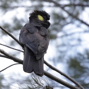 Zanda funerea at Fyshwick, ACT - 12 Jun 2020 12:43 PM