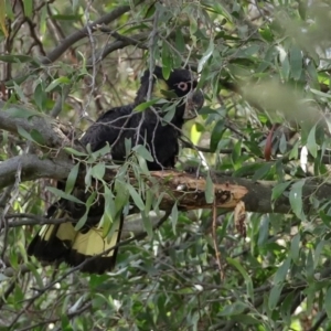 Zanda funerea at Fyshwick, ACT - 12 Jun 2020