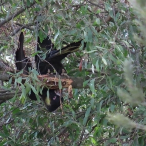 Zanda funerea at Fyshwick, ACT - 12 Jun 2020 12:43 PM