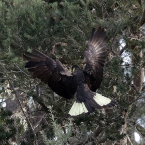 Zanda funerea at Fyshwick, ACT - 12 Jun 2020 12:43 PM