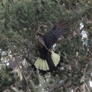 Zanda funerea at Fyshwick, ACT - 12 Jun 2020 12:43 PM