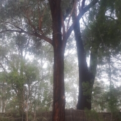 Eucalyptus sideroxylon (Mugga Ironbark) at Kambah, ACT - 14 Jun 2020 by samanthamcdonough@hotmail.com