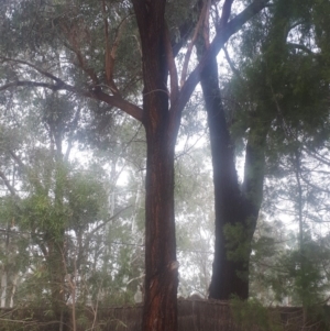 Eucalyptus sideroxylon at Kambah, ACT - 14 Jun 2020 03:33 PM