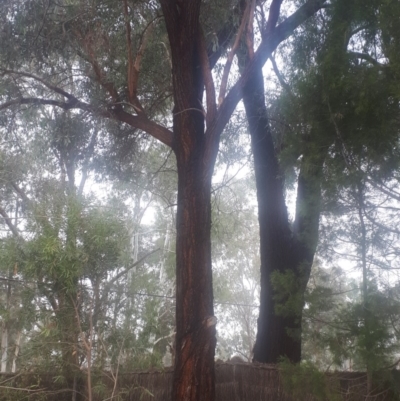 Eucalyptus sideroxylon (Mugga Ironbark) at Kambah, ACT - 14 Jun 2020 by samanthamcdonough@hotmail.com