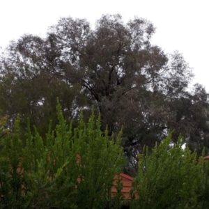 Eucalyptus sideroxylon at Kambah, ACT - 14 Jun 2020 03:33 PM