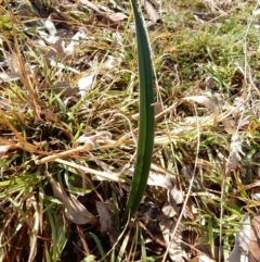 Thelymitra (Genus) (Sun Orchid) at Latham, ACT - 13 Jun 2020 by Rosie