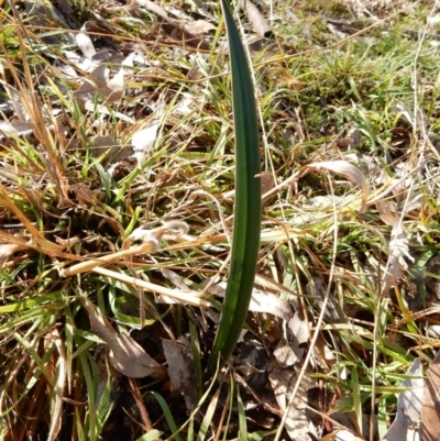 Thelymitra sp. (A Sun Orchid) at Umbagong District Park - 13 Jun 2020 by Rosie