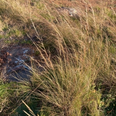 Austrostipa scabra (Corkscrew Grass, Slender Speargrass) at Hawker, ACT - 13 Jun 2020 by MervynAston