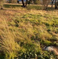 Austrostipa scabra at Hawker, ACT - 13 Jun 2020