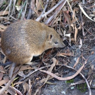 Isoodon obesulus obesulus (Southern Brown Bandicoot) at Tidbinbilla Nature Reserve - 13 Jun 2020 by Bernadette