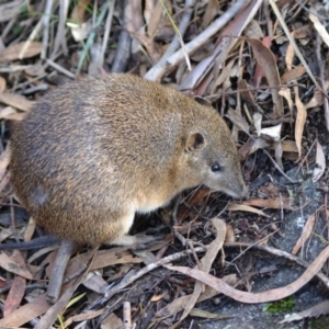 Isoodon obesulus obesulus at Paddys River, ACT - 14 Jun 2020 12:38 AM