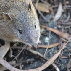 Isoodon obesulus obesulus at Paddys River, ACT - 14 Jun 2020 12:38 AM