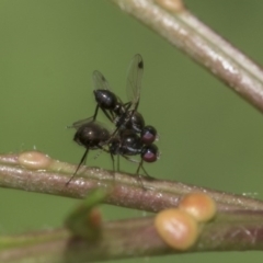 Parapalaeosepsis plebeia (Ant fly) at Higgins, ACT - 3 Mar 2020 by AlisonMilton