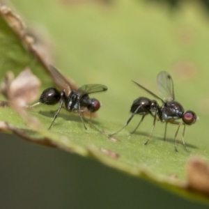 Parapalaeosepsis plebeia at Higgins, ACT - 3 Mar 2020