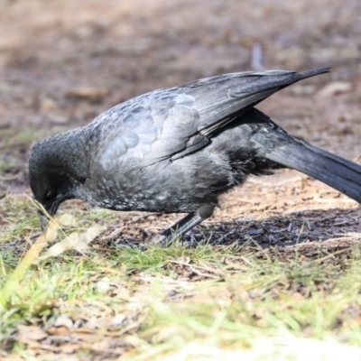 Corcorax melanorhamphos (White-winged Chough) at Molonglo Valley, ACT - 14 Jun 2020 by Alison Milton