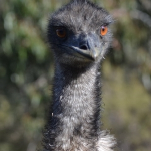 Dromaius novaehollandiae at Paddys River, ACT - 14 Jun 2020