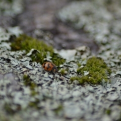 Coccinella transversalis at Paddys River, ACT - 9 Jun 2020