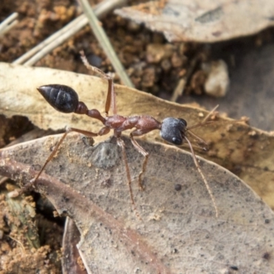 Myrmecia nigriceps (Black-headed bull ant) at National Arboretum Forests - 14 Jun 2020 by AlisonMilton