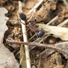 Myrmecia nigriceps at Molonglo Valley, ACT - 14 Jun 2020