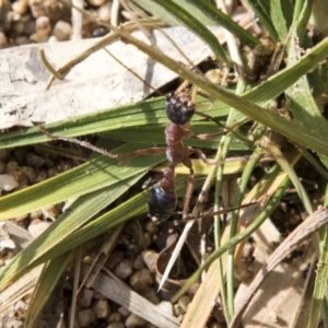 Myrmecia nigriceps at Molonglo Valley, ACT - 14 Jun 2020