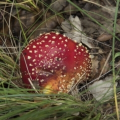 Amanita muscaria (Fly Agaric) at National Arboretum Forests - 14 Jun 2020 by AlisonMilton