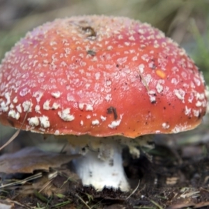 Amanita muscaria at Molonglo Valley, ACT - 14 Jun 2020