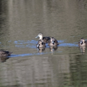 Anas superciliosa at Paddys River, ACT - 14 Jun 2020 12:00 AM