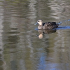 Anas superciliosa at Paddys River, ACT - 14 Jun 2020