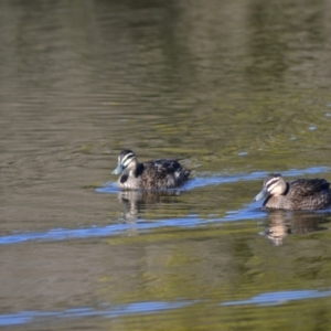 Anas superciliosa at Paddys River, ACT - 14 Jun 2020 12:00 AM