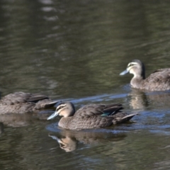 Anas superciliosa at Paddys River, ACT - 14 Jun 2020