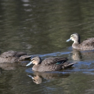 Anas superciliosa at Paddys River, ACT - 14 Jun 2020 12:00 AM