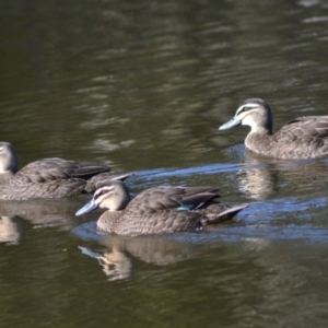 Anas superciliosa at Paddys River, ACT - 14 Jun 2020