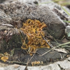 Stereum hirsutum (Hairy Curtain Crust) at National Arboretum Forests - 14 Jun 2020 by AlisonMilton