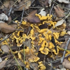 Stereum hirsutum at Molonglo Valley, ACT - 14 Jun 2020