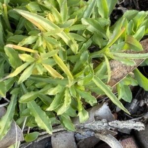 Wahlenbergia sp. at Hughes, ACT - 14 Jun 2020