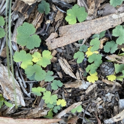 Hydrocotyle laxiflora (Stinking Pennywort) at Hughes, ACT - 14 Jun 2020 by KL