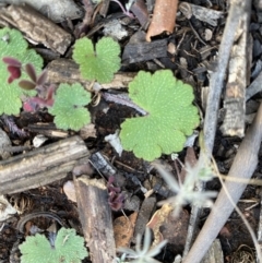 Hydrocotyle laxiflora at Hughes, ACT - 14 Jun 2020 03:45 PM