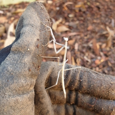 Mantodea (order) (Unidentified praying mantis) at Higgins, ACT - 14 Jun 2020 by Rkiggins90