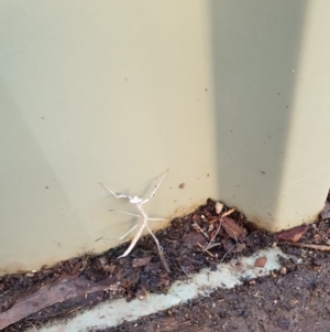 Mantodea (order) at Higgins, ACT - 14 Jun 2020