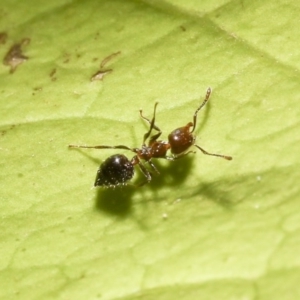 Crematogaster sp. (genus) at Higgins, ACT - 3 Mar 2020 09:16 AM