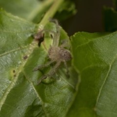 Sparassidae (family) (A Huntsman Spider) at Higgins, ACT - 3 Mar 2020 by AlisonMilton