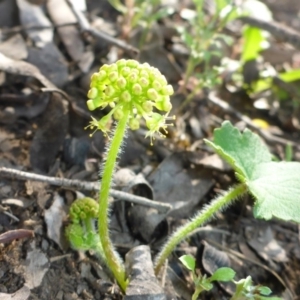 Hydrocotyle laxiflora at Bruce, ACT - 29 Oct 2016