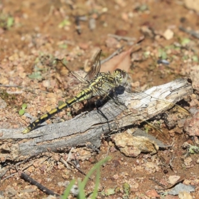 Orthetrum caledonicum (Blue Skimmer) at Hawker, ACT - 10 Mar 2020 by AlisonMilton