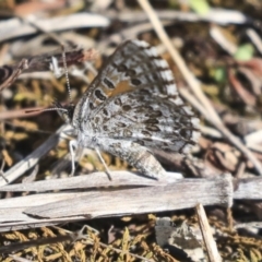 Lucia limbaria (Chequered Copper) at Dunlop, ACT - 10 Mar 2020 by AlisonMilton