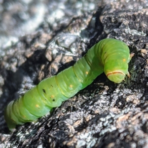 Melanodes anthracitaria at Tuggeranong DC, ACT - 14 Jun 2020