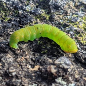 Melanodes anthracitaria at Tuggeranong DC, ACT - 14 Jun 2020