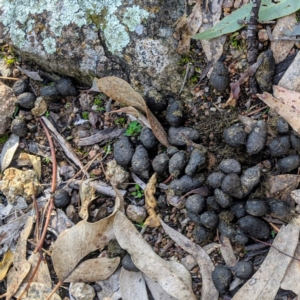 Cervus unicolor at Tuggeranong DC, ACT - suppressed