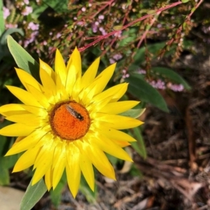 Xerochrysum bracteatum at Aranda, ACT - 14 Jun 2020