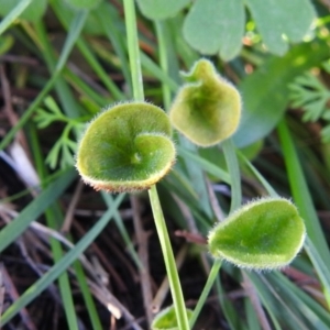 Dichondra repens at Tuggeranong DC, ACT - 14 Jun 2020 04:00 PM